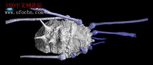 科学家建立远古盲蜘蛛3D模型 揭晓其神秘进化之谜850 / 作者:伤我心太深 / 帖子ID:6509