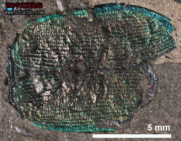4700万年前奇特甲虫化石：外壳颜色鲜艳未变710 / 作者:伤我心太深 / 帖子ID:7495