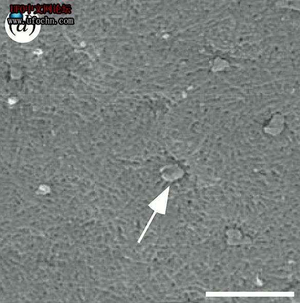 4700万年前奇特甲虫化石：外壳颜色鲜艳未变378 / 作者:伤我心太深 / 帖子ID:7495