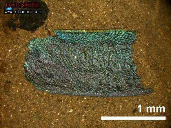 4700万年前奇特甲虫化石：外壳颜色鲜艳未变661 / 作者:伤我心太深 / 帖子ID:7495