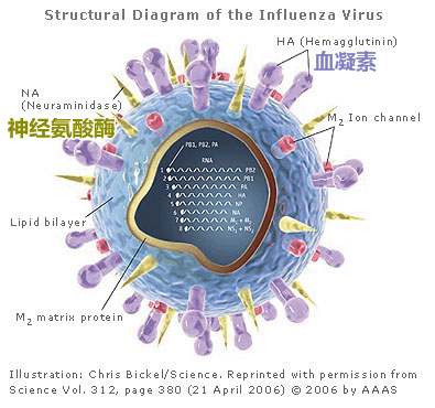 H7N9٣ѰҲԴ324 / :̫ / ID:16557