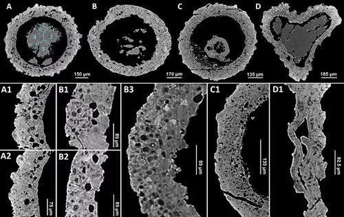 研究人员揭示寒武纪“古球蛋”化石的生物学属性255 / 作者:山东老妖 / 帖子ID:29452