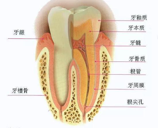 最坚硬的器官：牙齿的来源，吃货们知道吗101 / 作者:UFO外星人爱好者 / 帖子ID:31779