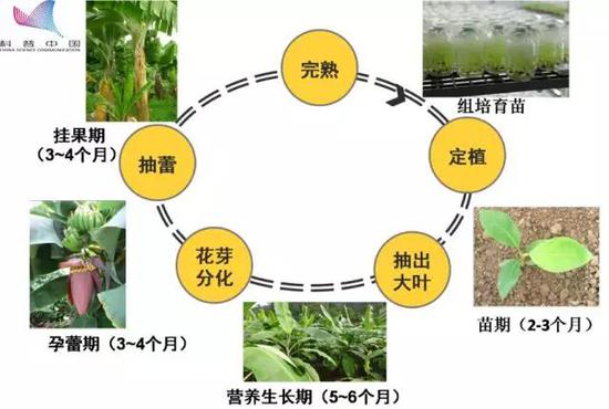 我们吃的香蕉是“替补”品种？956 / 作者:UFO外星人爱好者 / 帖子ID:31783