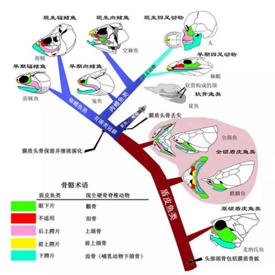 最坚硬的器官：牙齿的来源，吃货们知道吗875 / 作者:UFO外星人爱好者 / 帖子ID:31779