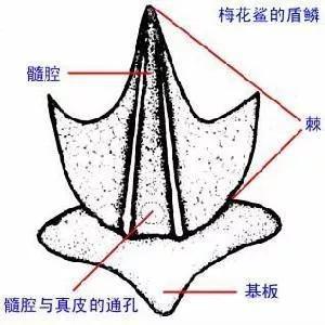 最坚硬的器官：牙齿的来源，吃货们知道吗51 / 作者:UFO外星人爱好者 / 帖子ID:31779