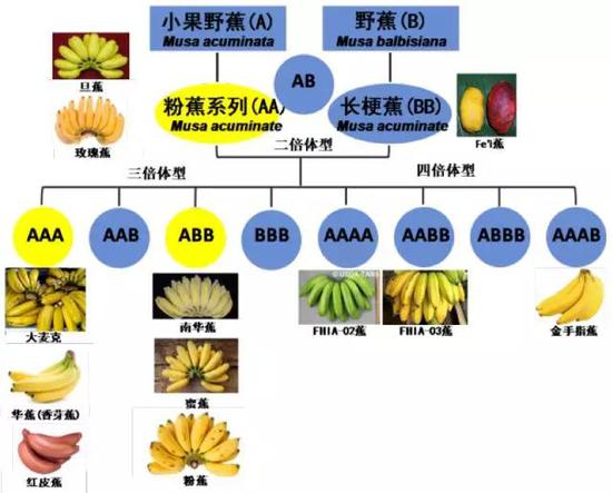 我们吃的香蕉是“替补”品种？159 / 作者:UFO外星人爱好者 / 帖子ID:31783