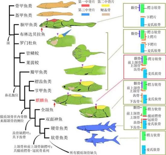 最坚硬的器官：牙齿的来源，吃货们知道吗260 / 作者:UFO外星人爱好者 / 帖子ID:31779