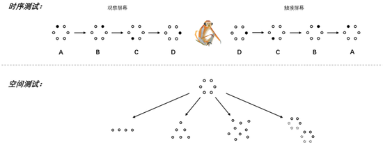 动物也能掌握复杂规则:猕猴学会嵌套性语法结构556 / 作者:UFO外星人爱好者 / 帖子ID:32306