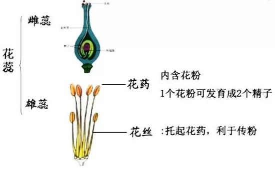 生孩子“男人们”也可以？839 / 作者:UFO外星人爱好者 / 帖子ID:33267