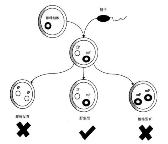 生孩子“男人们”也可以？86 / 作者:UFO外星人爱好者 / 帖子ID:33267