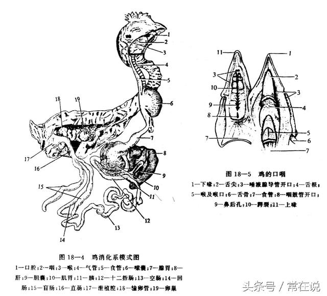 【无头鸡】不死之谜，无头鸡存活18个月的秘密505 / 作者:伤我心太深 / 帖子ID:34042