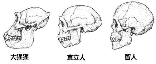 人类的诞生（《论平行宇宙》第十五章）（初稿完）514 / 作者:吴华军 / 帖子ID:41549