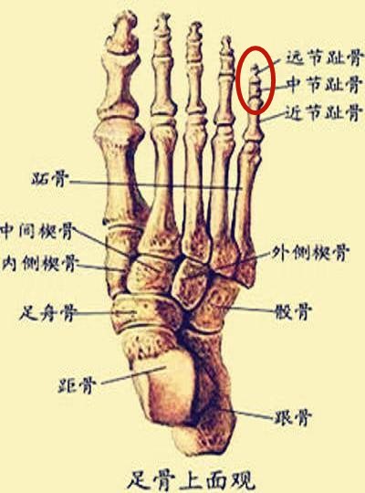 人类的诞生（《论平行宇宙》第十五章）（初稿完）435 / 作者:吴华军 / 帖子ID:41549