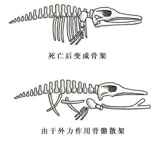 营口坠龙事件（专家不适合神秘事件）561 / 作者:chenlei520 / 帖子ID:41687