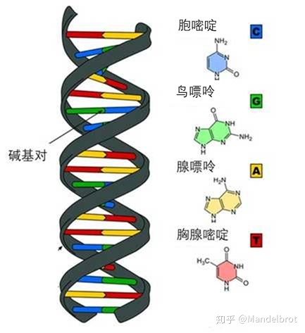 量子力学适用于 DNA 尺度的分子吗？940 / 作者:BKrJSNCZ / 帖子ID:45475