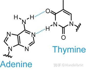 量子力学适用于 DNA 尺度的分子吗？489 / 作者:BKrJSNCZ / 帖子ID:45475