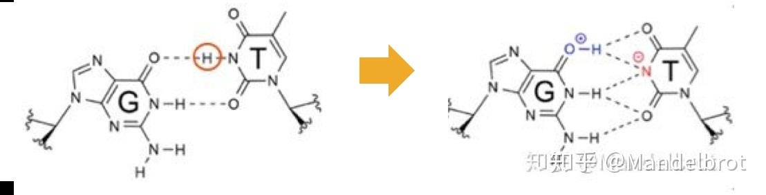 量子力学适用于 DNA 尺度的分子吗？368 / 作者:BKrJSNCZ / 帖子ID:45475