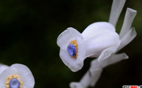 冥界四花分别是哪四花？神秘地狱之花有什么魔力554 / 作者:UFO外星人爱好者 / 帖子ID:47672