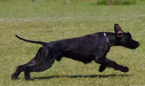 世界十大最优秀的护卫犬 德国牧羊犬仅第七,藏獒上榜477 / 作者:UFO外星人爱好者 / 帖子ID:47805