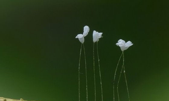 世界十种不同寻常的植物 第九能美容,第四能溶解任何生物575 / 作者:UFO外星人爱好者 / 帖子ID:47838