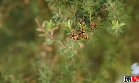 世界最有价值的十大药用植物 第四、第六皆能预防癌症887 / 作者:UFO外星人爱好者 / 帖子ID:47818