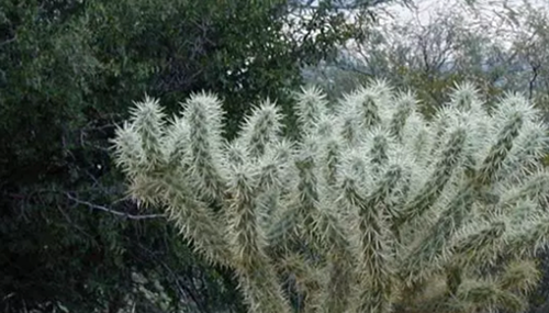 沙漠中最顽强的十大植物,圆桶掌能在地下存活达6年113 / 作者:UFO外星人爱好者 / 帖子ID:48086