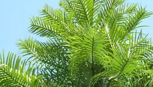 沙漠植物有哪些-盘点沙漠十大最耐旱的植物958 / 作者:爱英语的人 / 帖子ID:48519