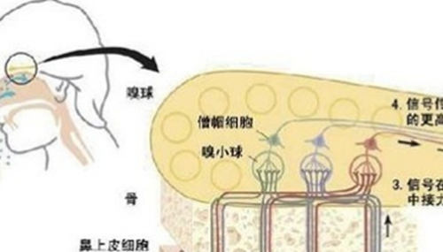 人体丹香之谜,元代气功大师遗体异香终口不散603 / 作者:网上的人生 / 帖子ID:48827