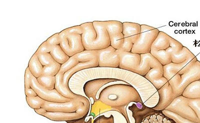 人类第三只眼被封印-俄科学家称它可未卜先知706 / 作者:网上的人生 / 帖子ID:49160