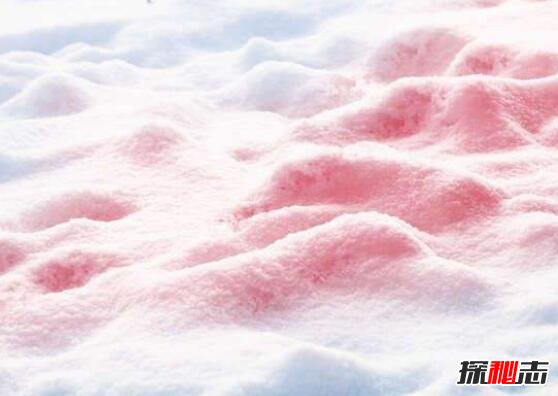 西瓜雪是怎么回事？西瓜雪可以吃吗843 / 作者:网上的人生 / 帖子ID:49513