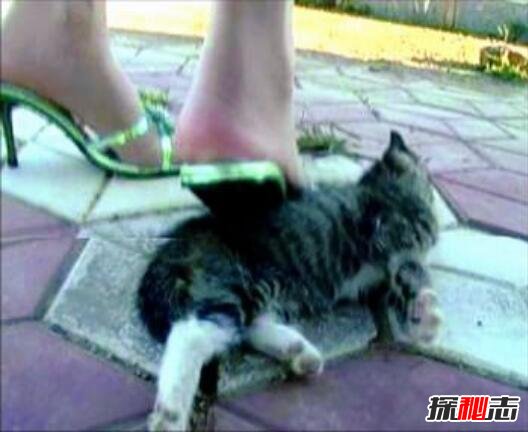 微波炉虐猫事件视频，嫌吵将猫放进微波炉15分钟活活烧死608 / 作者:网上的人生 / 帖子ID:49610