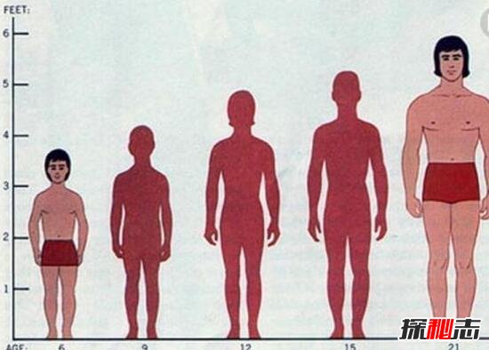 人体增高之谜，人类为什么不断的长高724 / 作者:网上的人生 / 帖子ID:49504