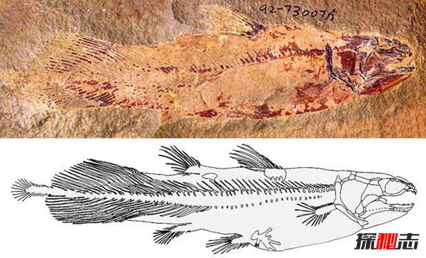 世界上最古老的鱼 腔棘鱼近况如何灭绝了吗28 / 作者:网上的人生 / 帖子ID:51486