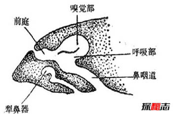 人类进化失败的9大器官：人体最没用的器官揭秘,第八个亮了321 / 作者:网上的人生 / 帖子ID:52896