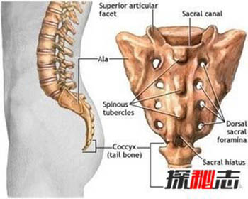 人类进化失败的9大器官：人体最没用的器官揭秘,第八个亮了382 / 作者:网上的人生 / 帖子ID:52896