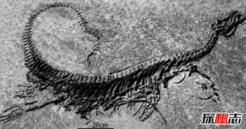 自然界第三种生物太古生物，极端环境依旧正常生存938 / 作者:网上的人生 / 帖子ID:53097