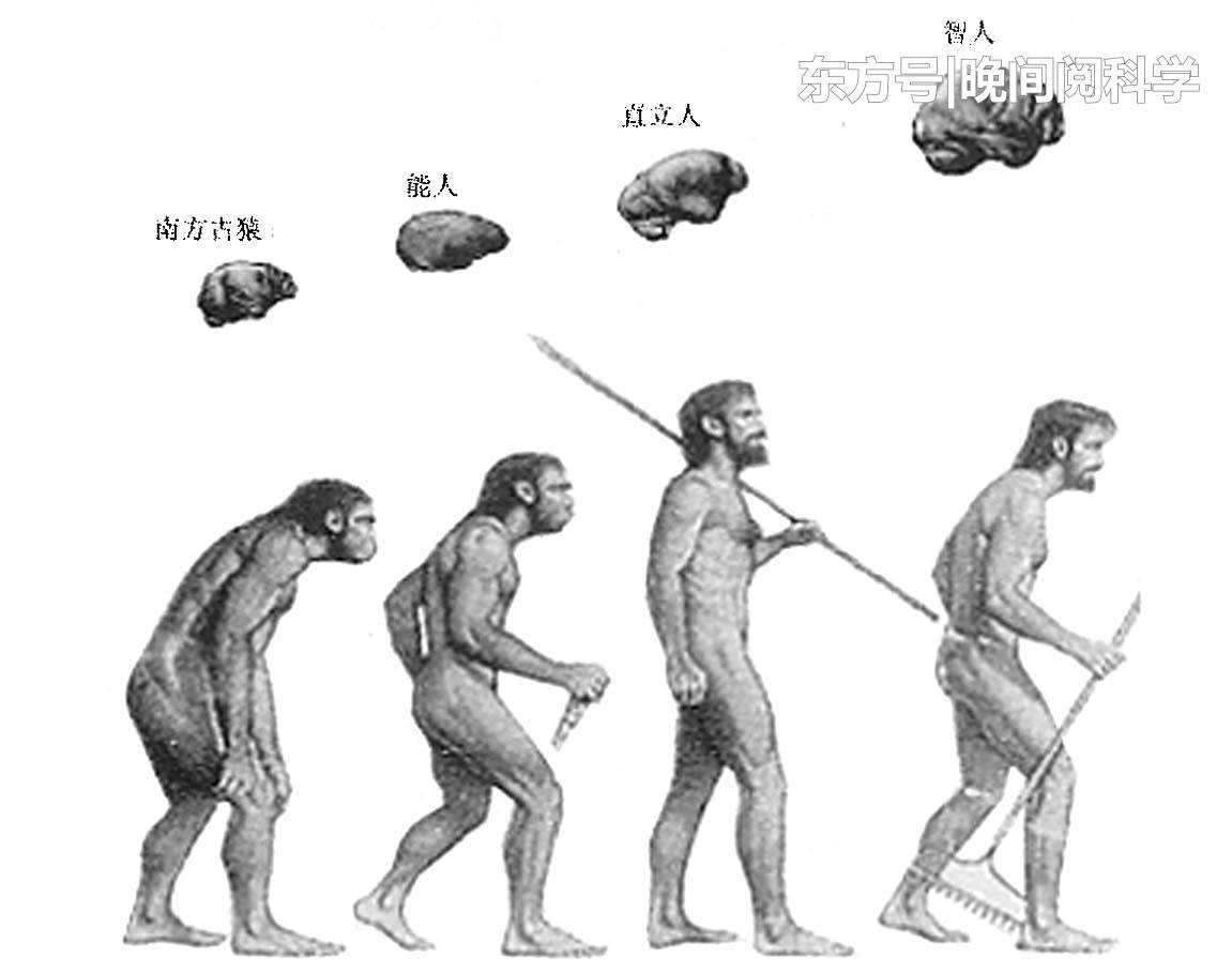 人类大脑停止进化了？科学家深入研究，最终证实了这一发现445 / 作者:凌8乱 / 帖子ID:53830