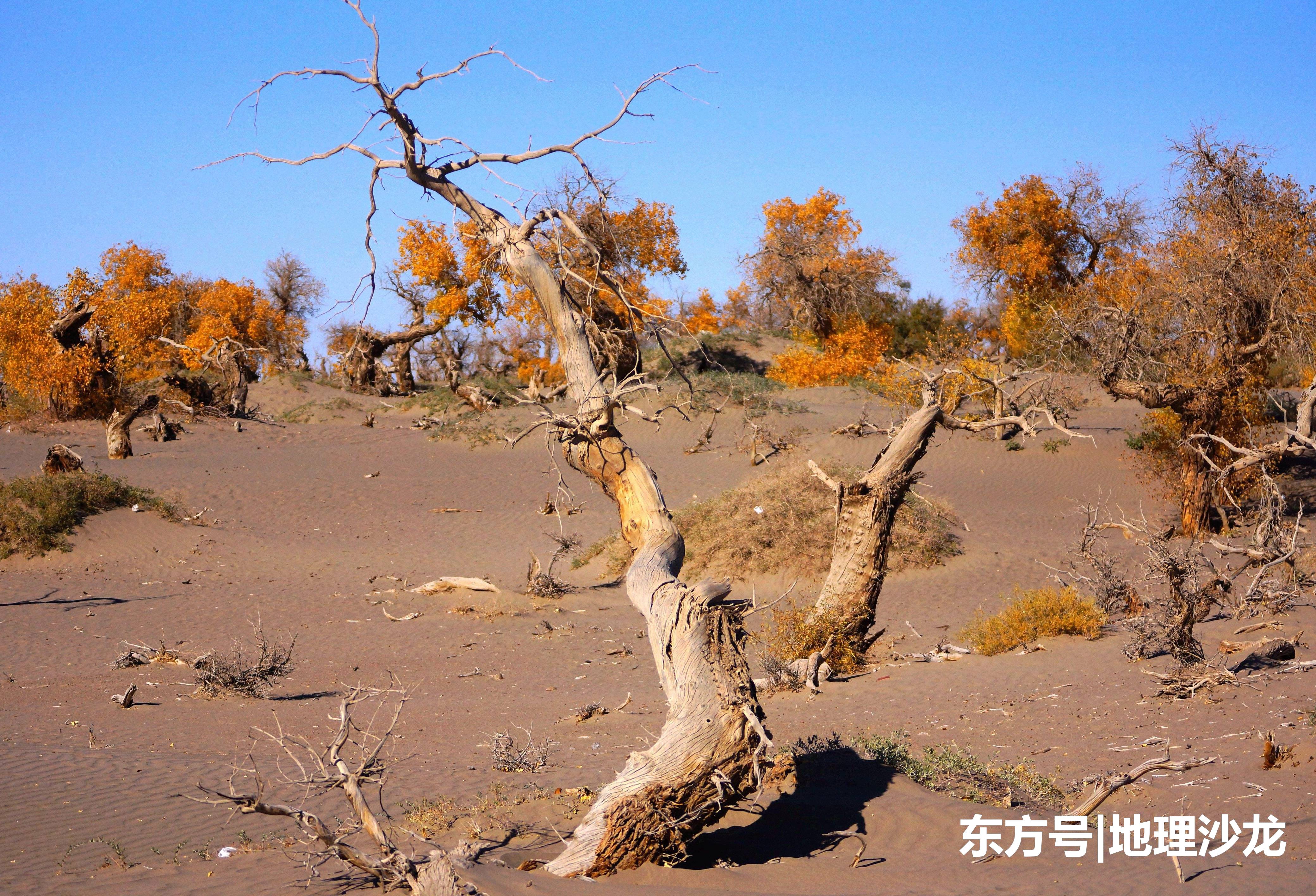 在沙漠地区“植树造林”，到底是好是坏？387 / 作者:坏人/fw / 帖子ID:53841