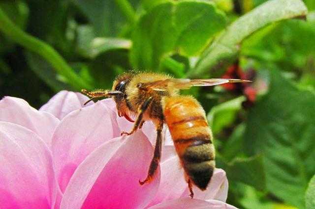 已消失了60多年的蜜蜂，为何会突然出现？生物学家：它们很聪明989 / 作者:UFO外星人爱好者 / 帖子ID:59258