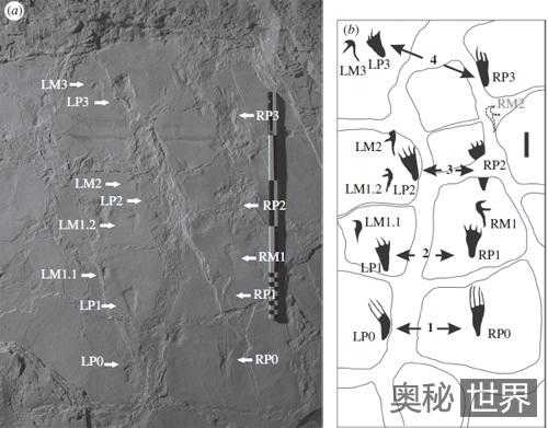 法国发现远古翼龙的脚印化石849 / 作者:UFO来啦 / 帖子ID:64635