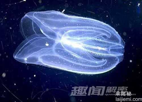 新研究提出栉水母或是地球动物祖先842 / 作者:UFO来啦 / 帖子ID:64095