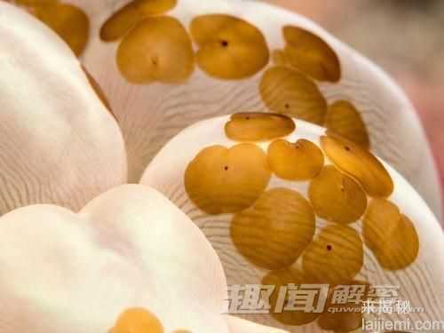 盘点：十大能靠阳光维持生长的动物304 / 作者:UFO来啦 / 帖子ID:65226