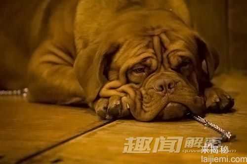 奇趣动物：盘点世界十大最凶猛的犬类205 / 作者:UFO来啦 / 帖子ID:63467