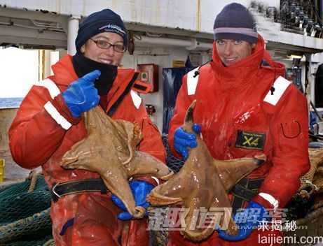 南极海域发现新生物：恐怖的巨型水螅虫301 / 作者:UFO来啦 / 帖子ID:62565