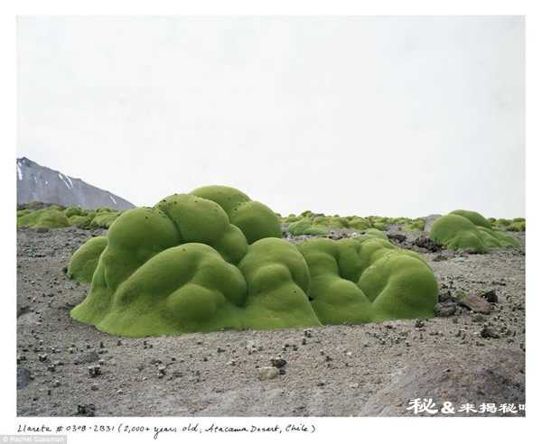 地球上最古老的生物有哪些10 / 作者:UFO来啦 / 帖子ID:63068