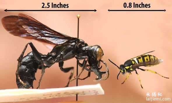 世界上最大的黄蜂【组图、高清】131 / 作者:UFO来啦 / 帖子ID:61543