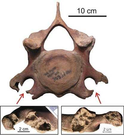 猛犸象为什么突然就从地球上消失了？真实原因令科学家害怕835 / 作者:UFO外星人爱好者 / 帖子ID:59218