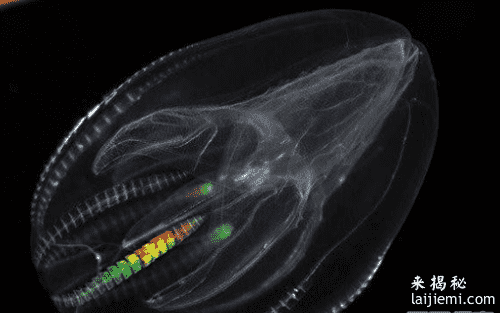 盘点海洋生物中15种最奇特的生物：你知道几个？435 / 作者:UFO来啦 / 帖子ID:65163