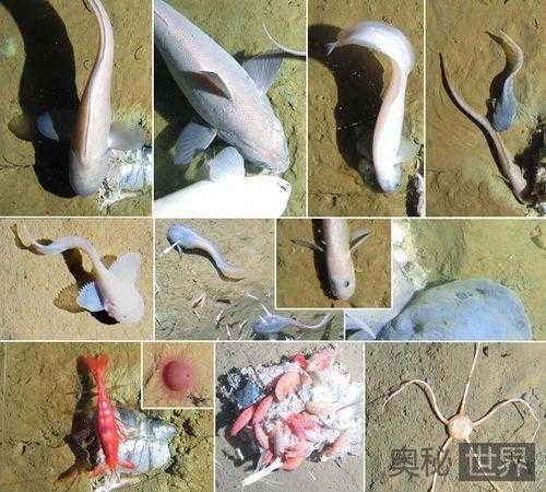 秘鲁海沟发现新物种：新狮子鱼，深海鳕鳗46 / 作者:UFO来啦 / 帖子ID:65377